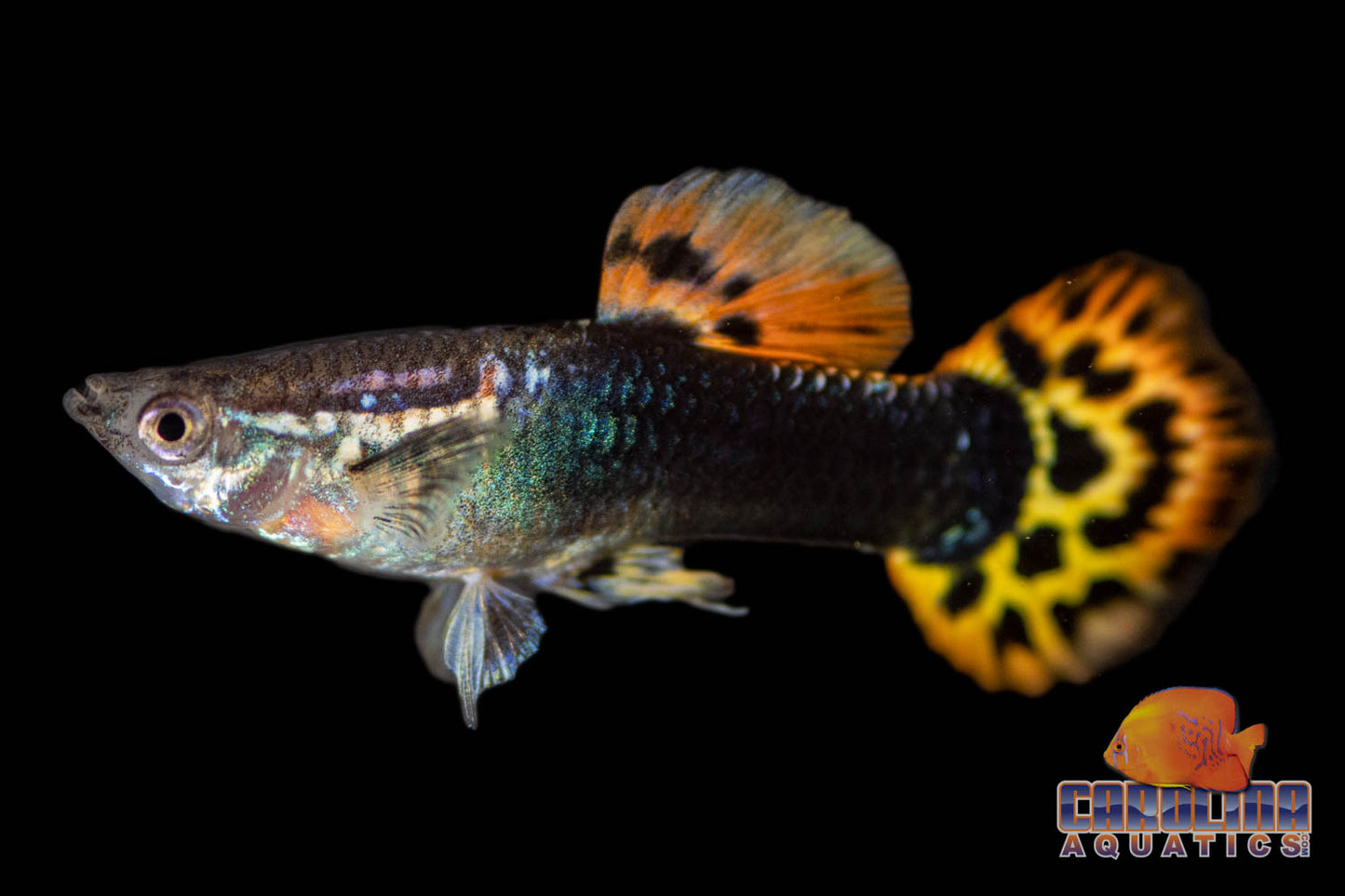 Guppy - Dragon