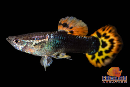 Guppy - Dragon