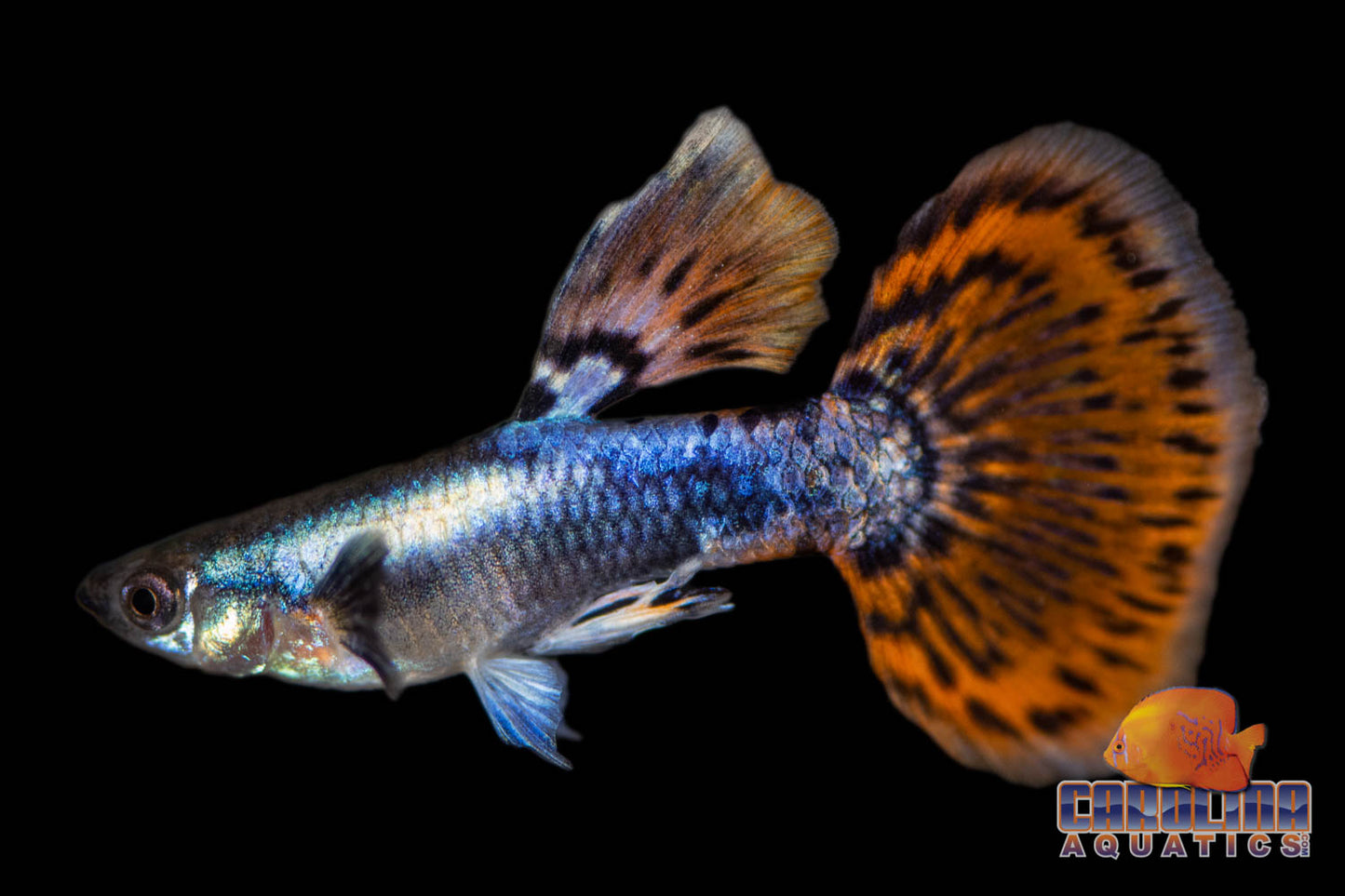 Guppy - Elephant Ear Asst.