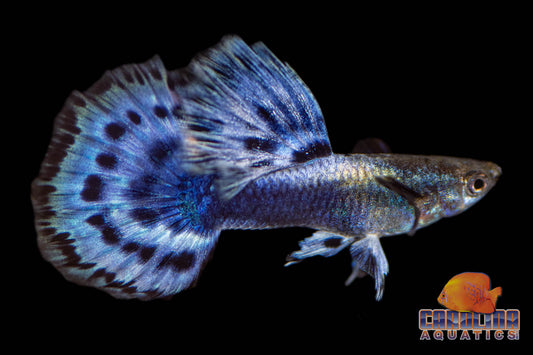 Guppy - Elephant Ear Blue