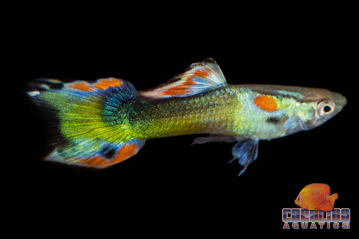 Guppy - Miracle Endler