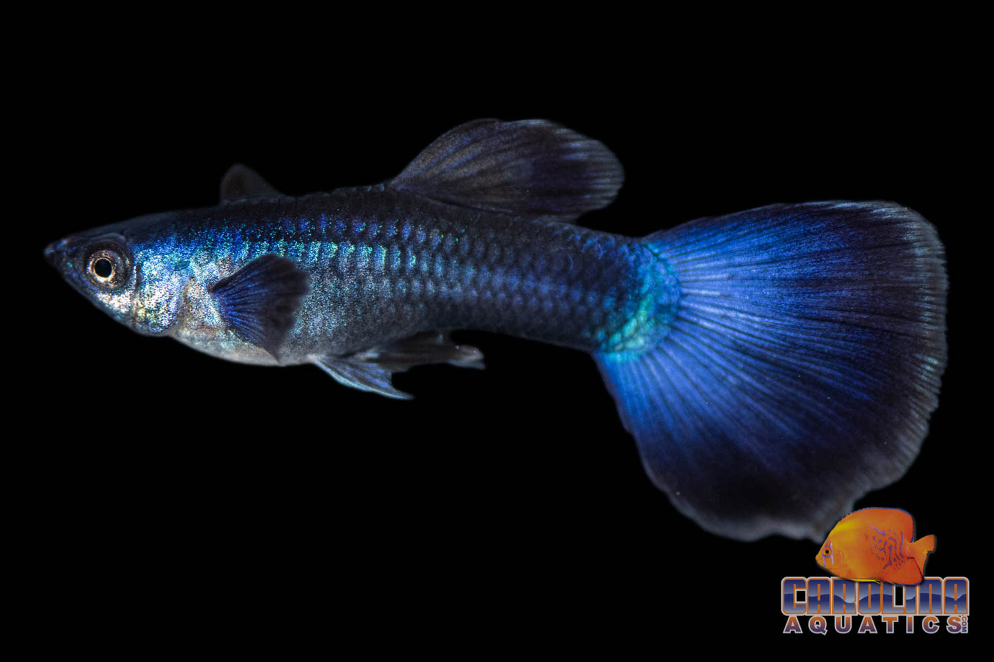 Guppy - Moscow Blue