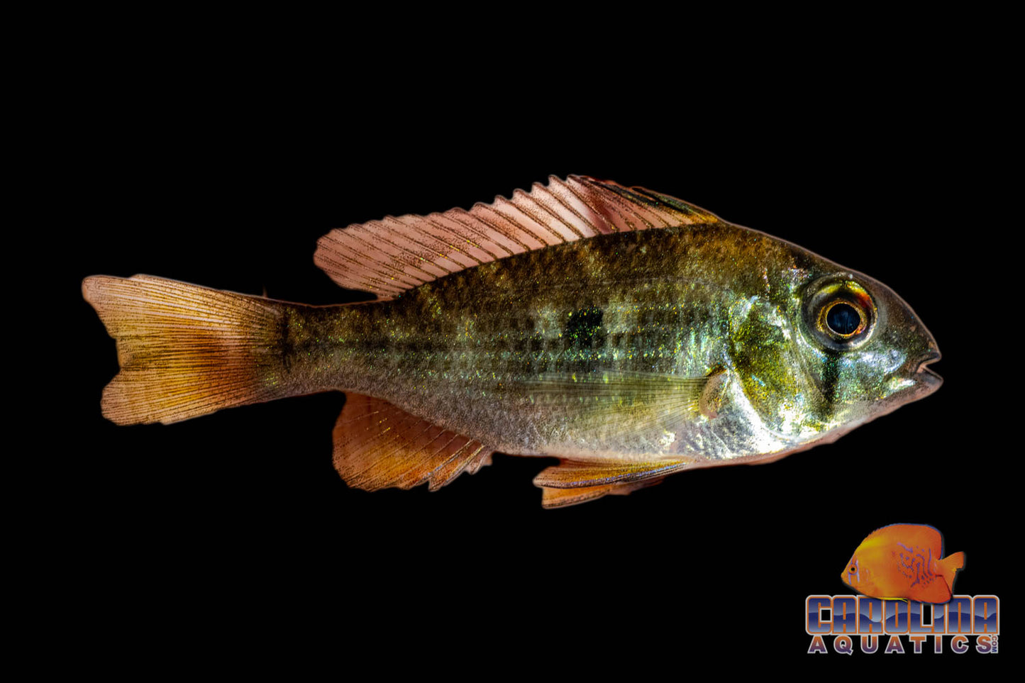 Cichlid - Heckelii Threadfin 2in