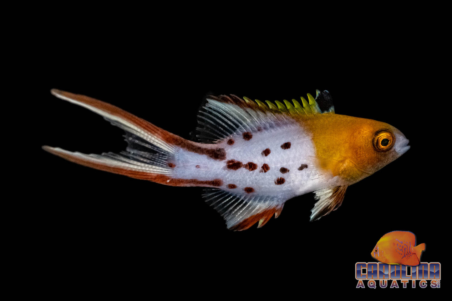 Hogfish - Lyretail