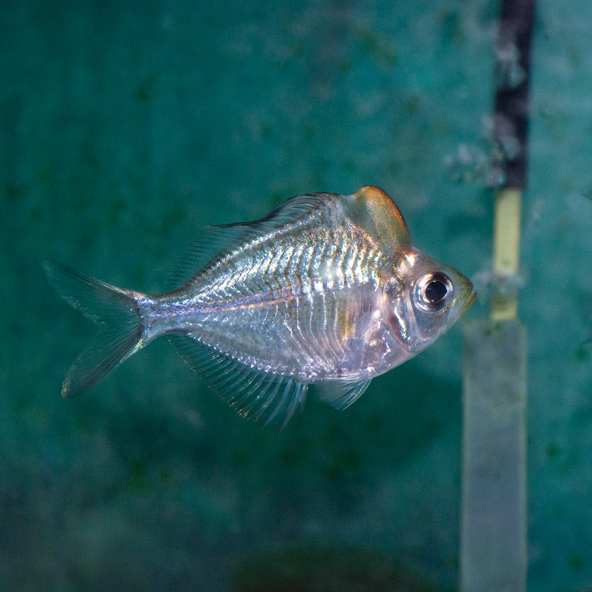 Glass Fish - Humphead Lg