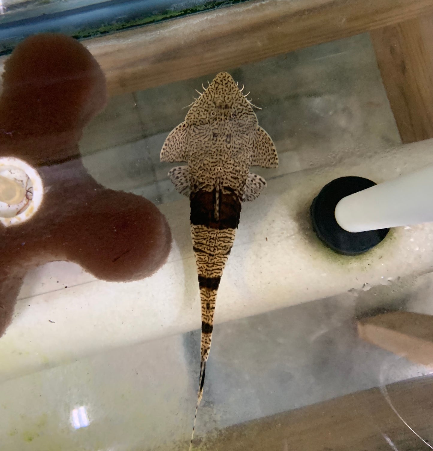Catfish - Loricaria Chameleon Med