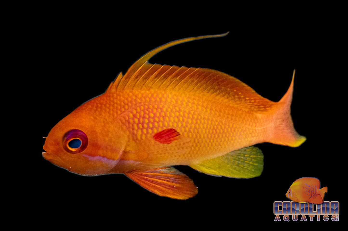 Anthias - Squamipinnis Male