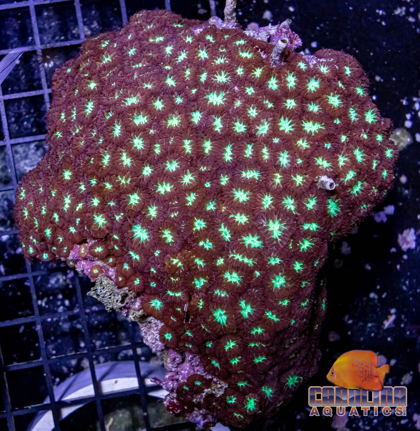 Australian - Blastomussa Merletti Lg