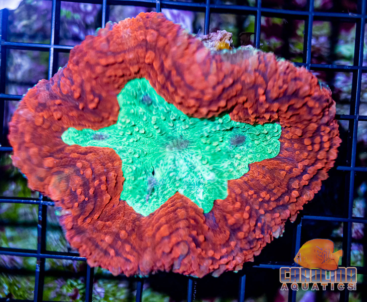 Australian - Lobo Red/Green Md