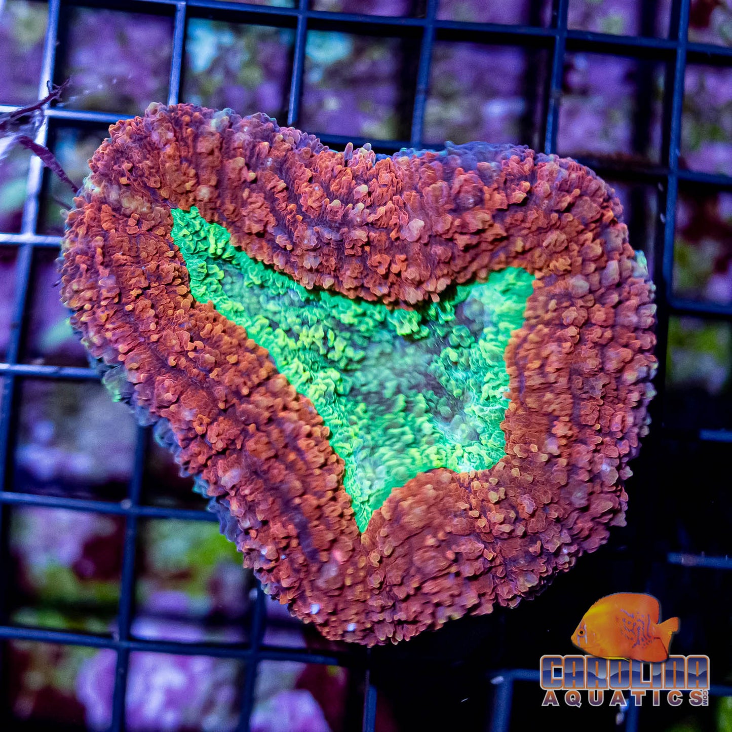 Australian - Lobo Red/Green Md