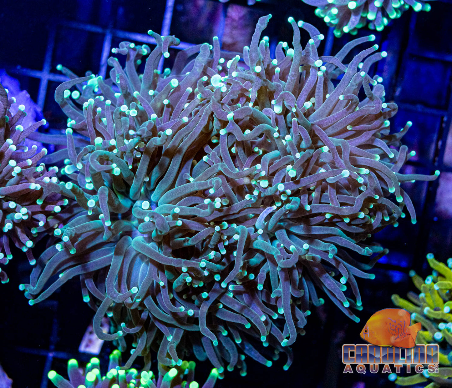 Indo - Torch Green Cultured