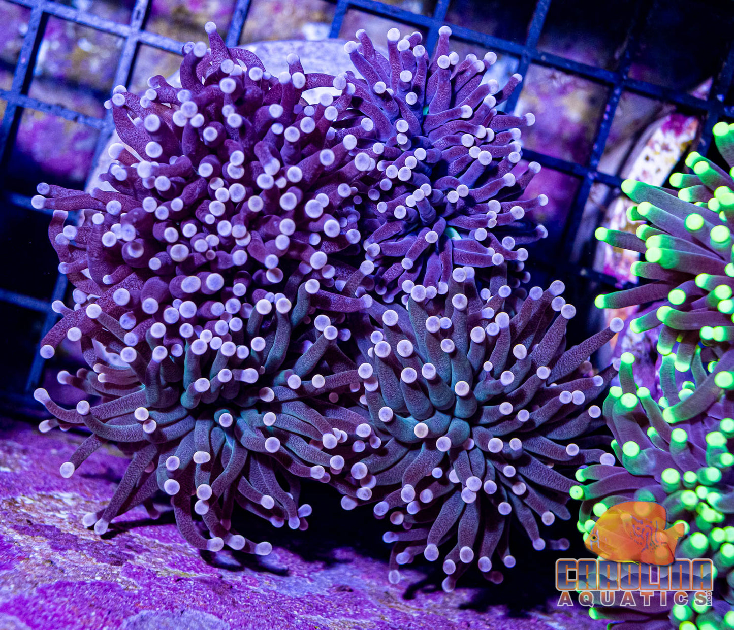 Indo - Torch Green Cultured