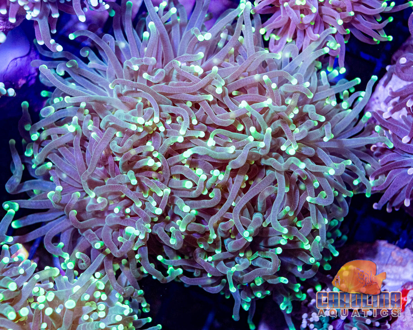 Indo - Torch Green Cultured