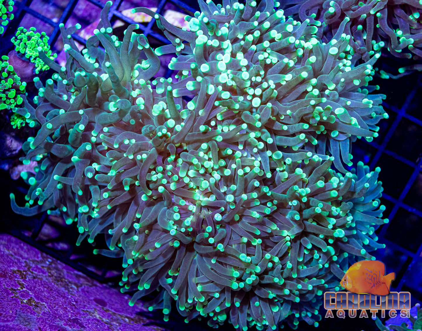 Indo - Torch Green Cultured