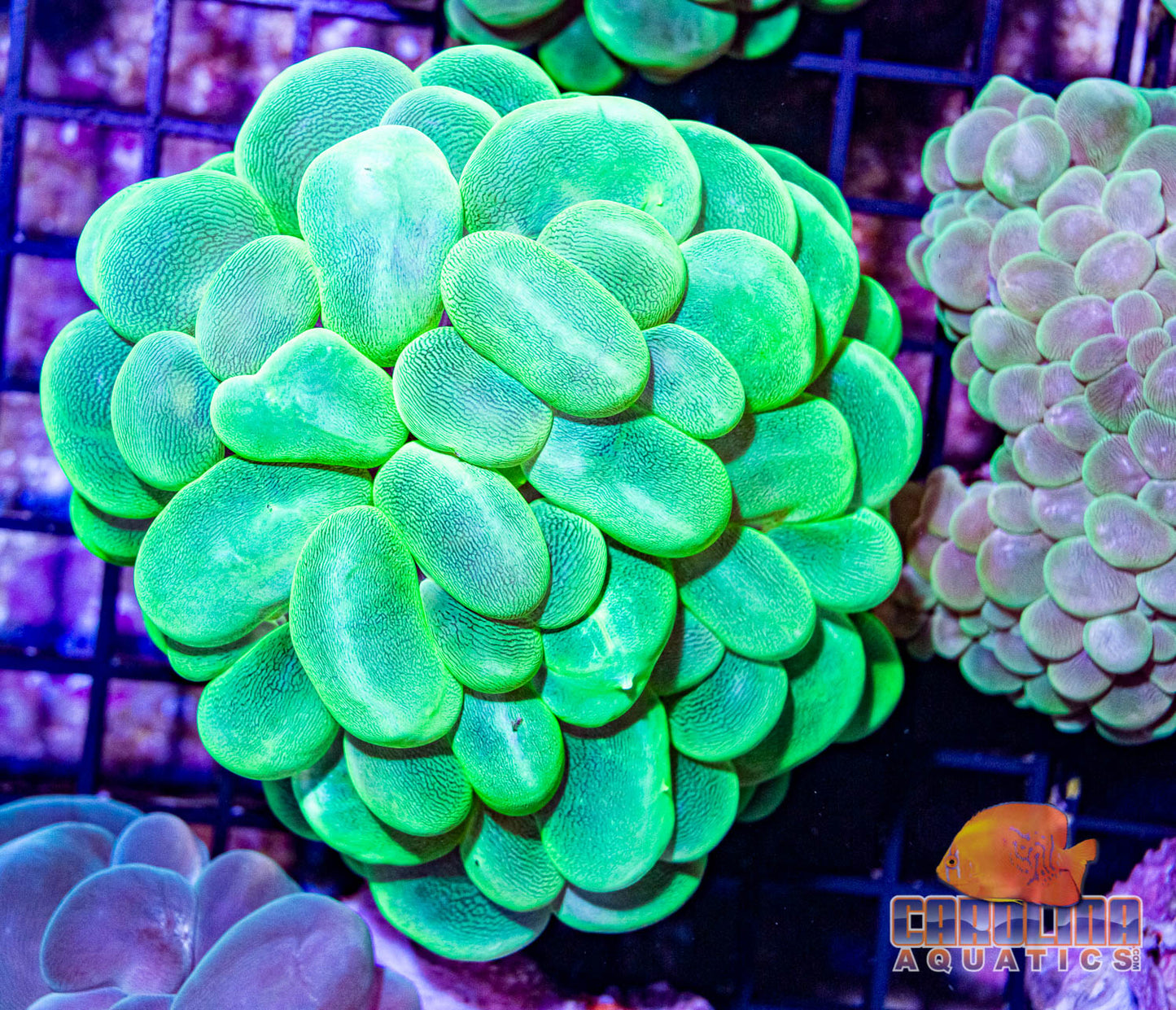 Indo - Bubble Green Lg