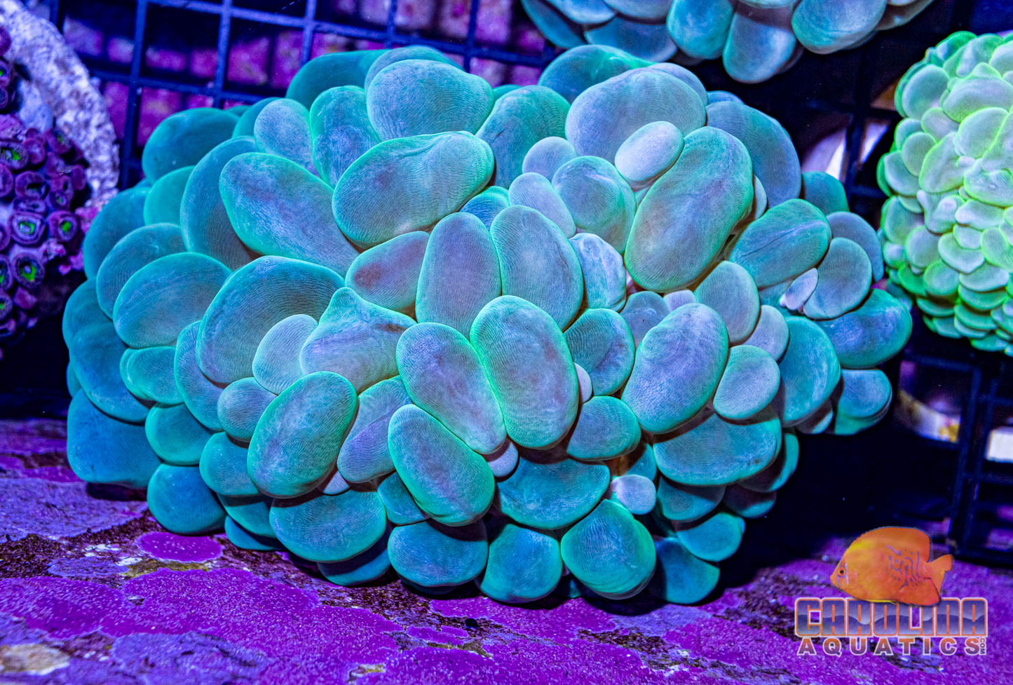 Indo - Bubble Green Md