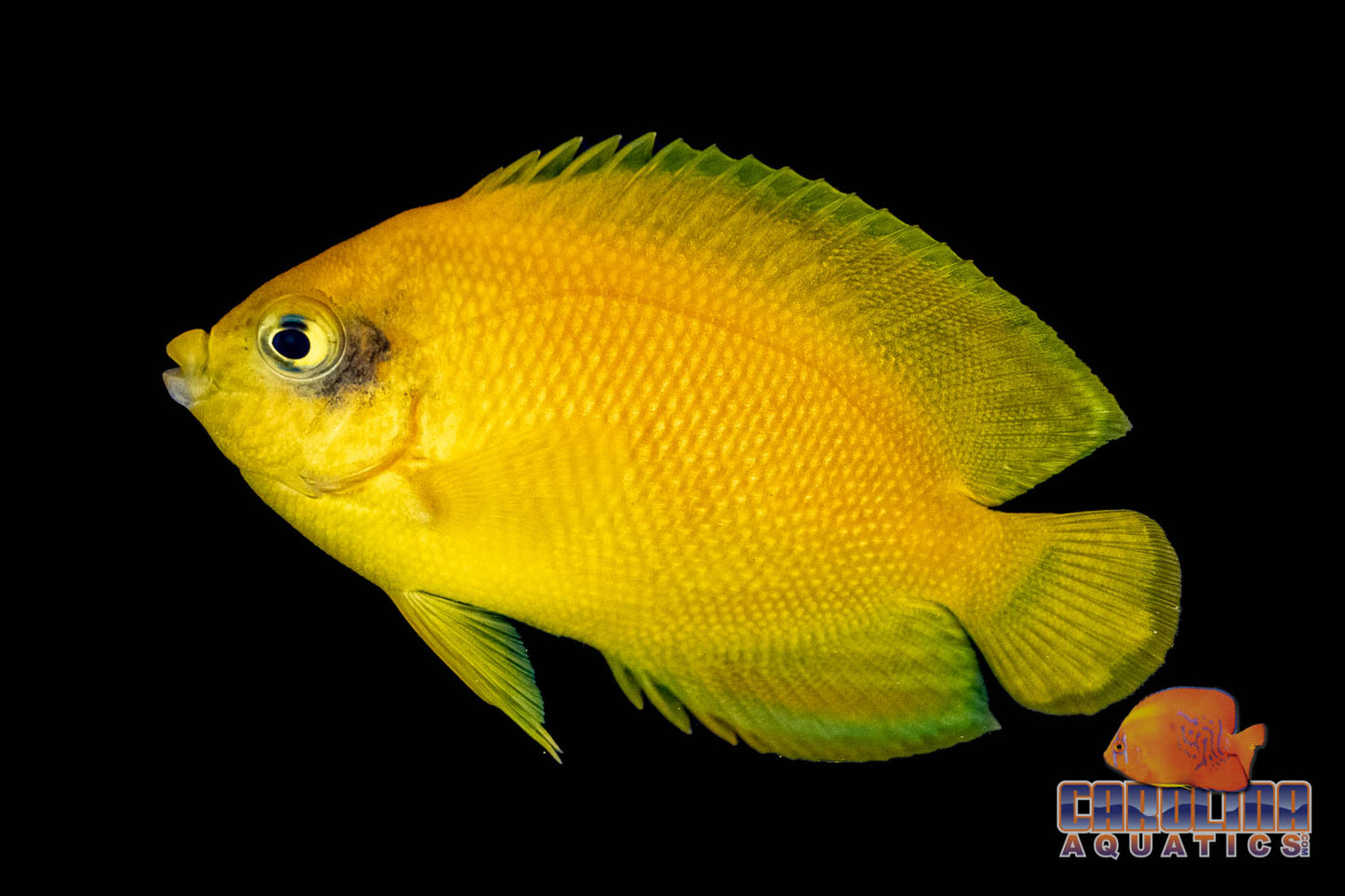 Angel - Heraldi Yellow