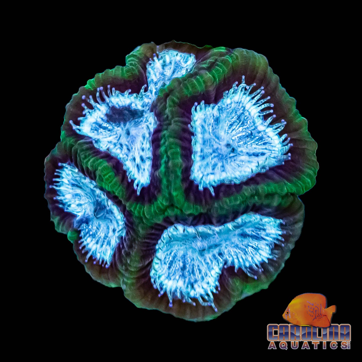 Frag - Favia Darwin Green