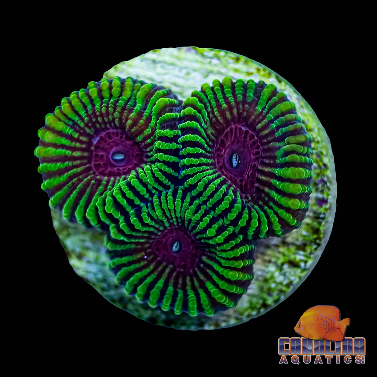 Frag - Mayan Sun Favia Ultra