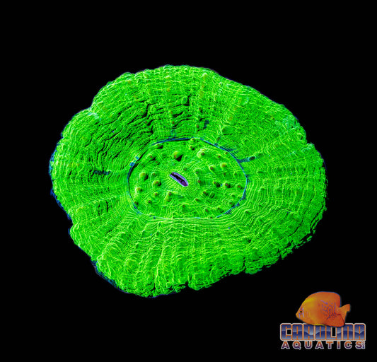 Australian - Scoly A Grade