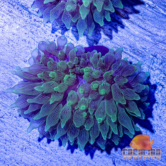 Anemone - Purple Base Bubble Tip