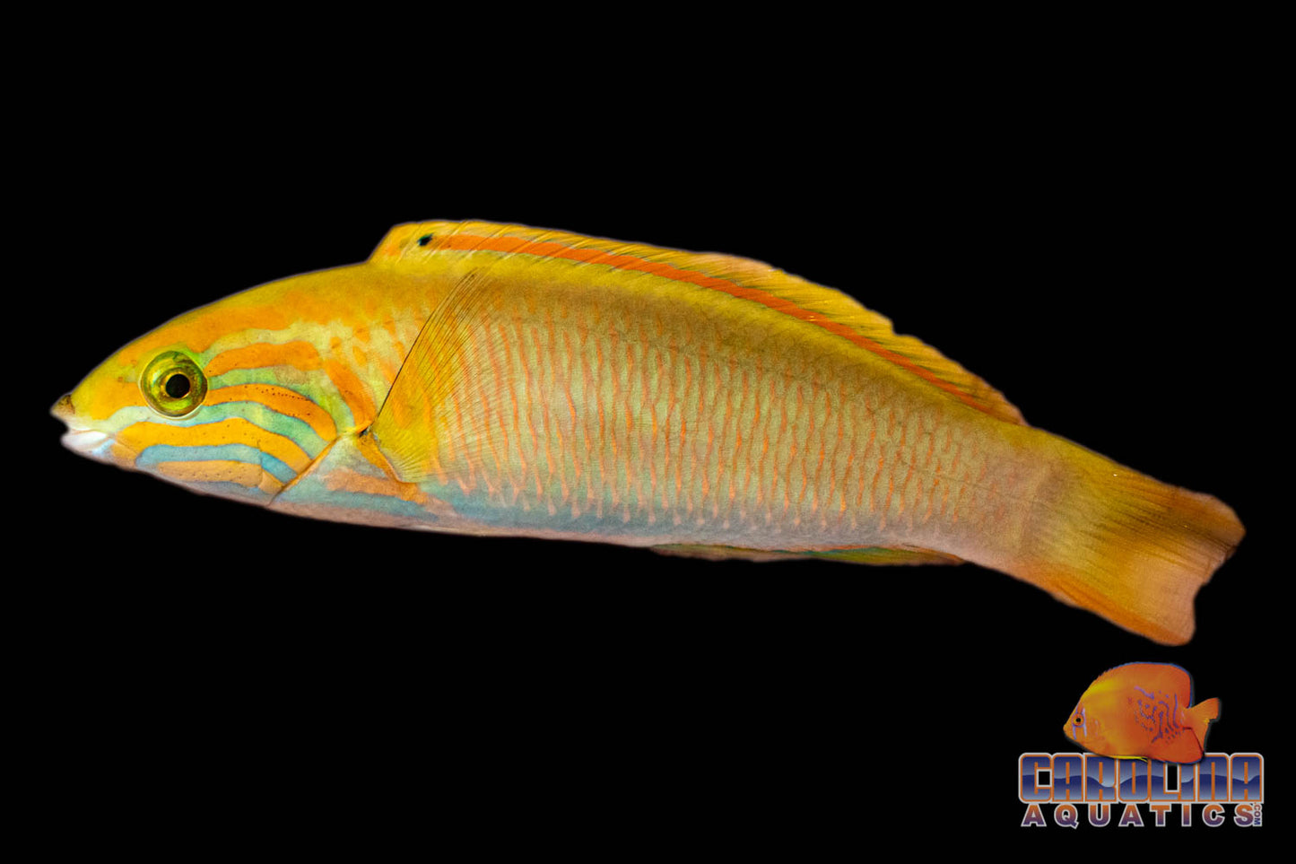 Wrasse - Lutescens Female