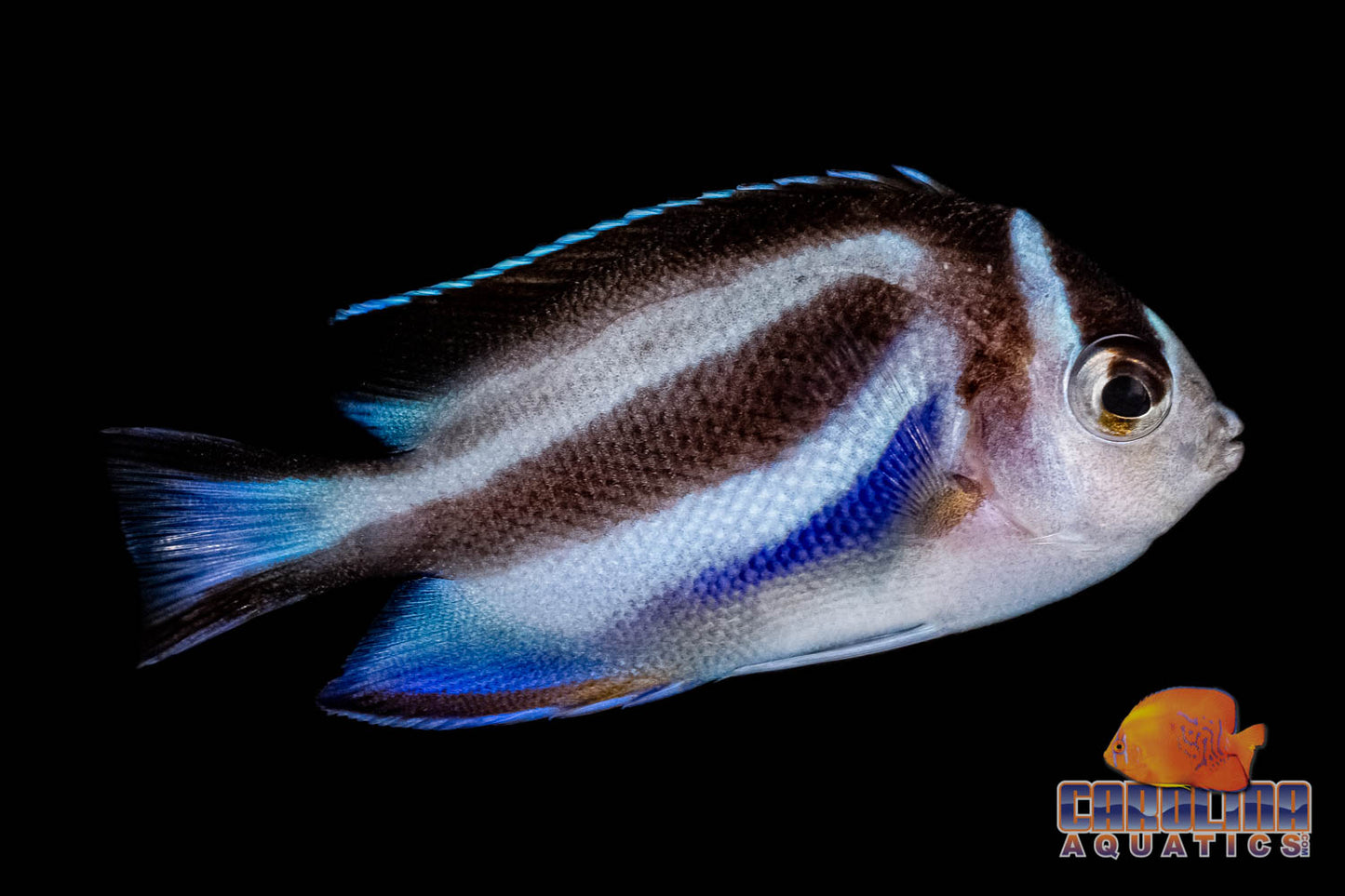 Angel - Bellus Female