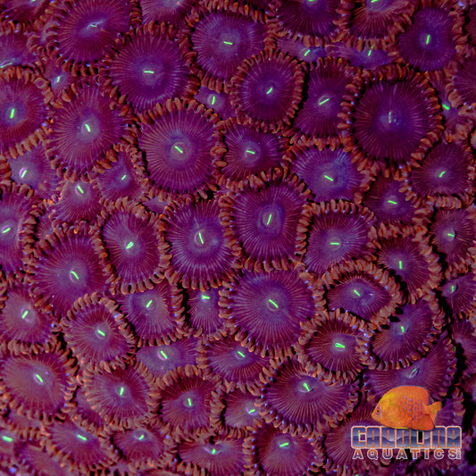 Indo - Rock Polyp Button Red