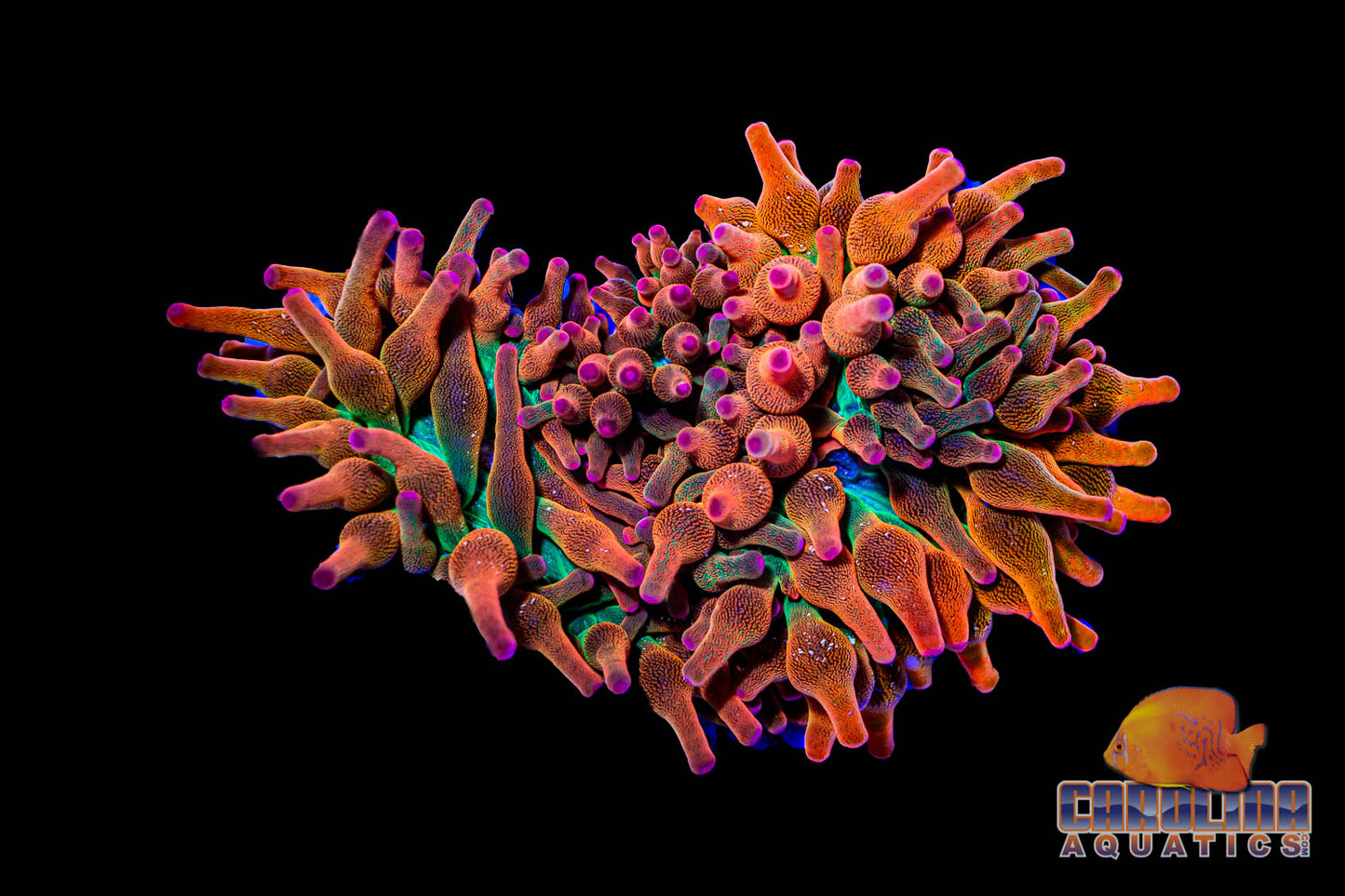 Anemone - Starburst Rainbow Rose Bubble SPECIAL