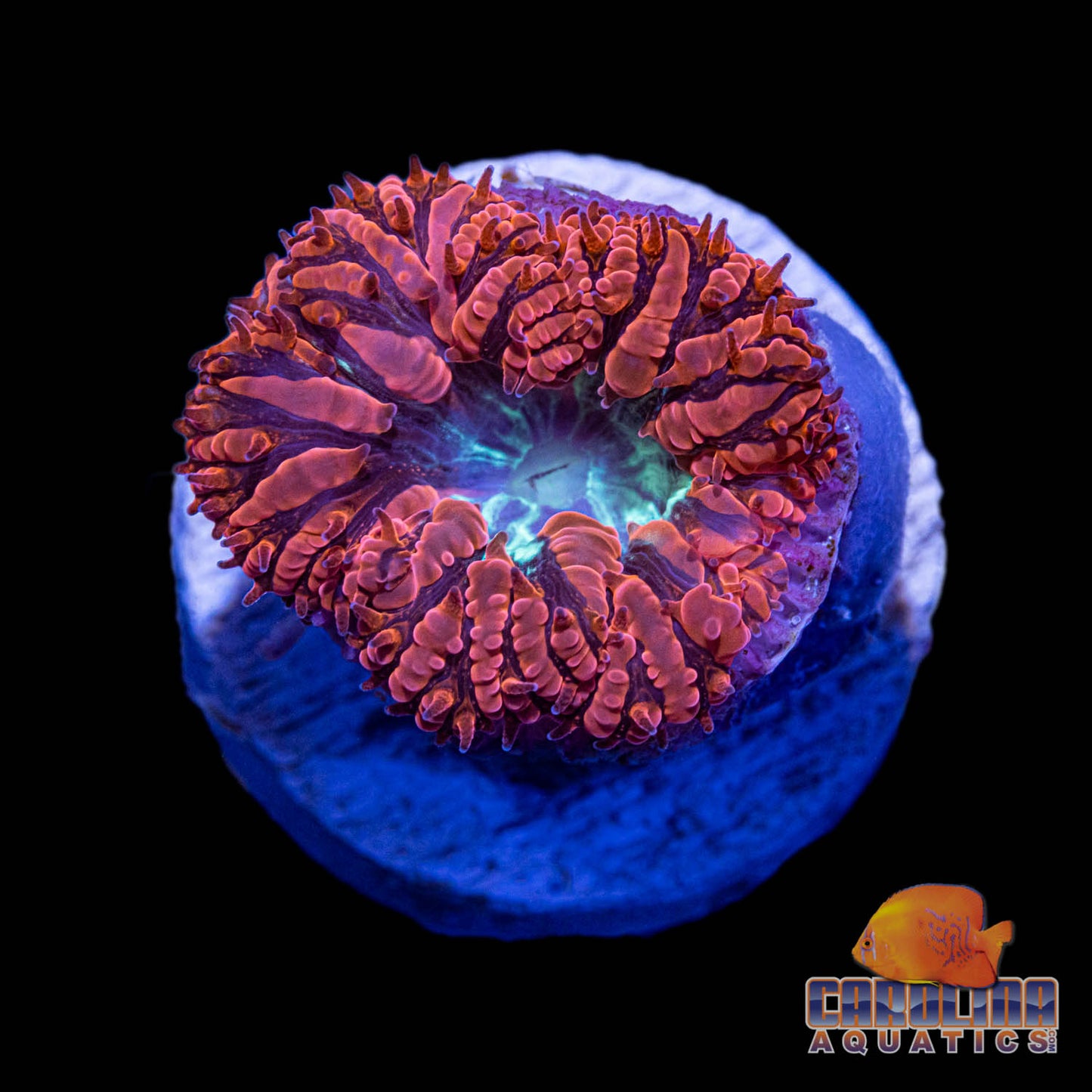 Frag - Spearmint Center Blasto Wellsi