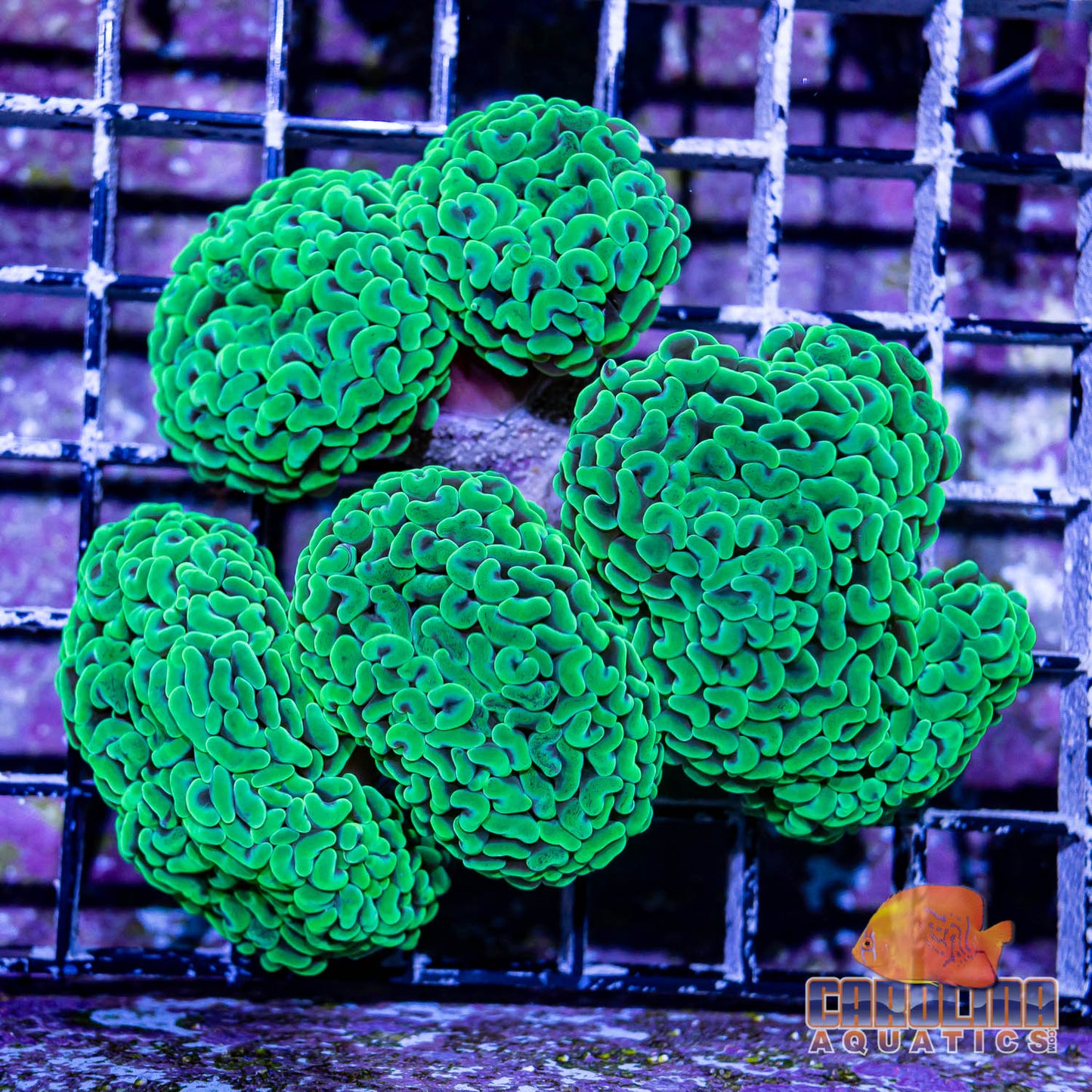 Australian - Hammer Branch Green (per head)