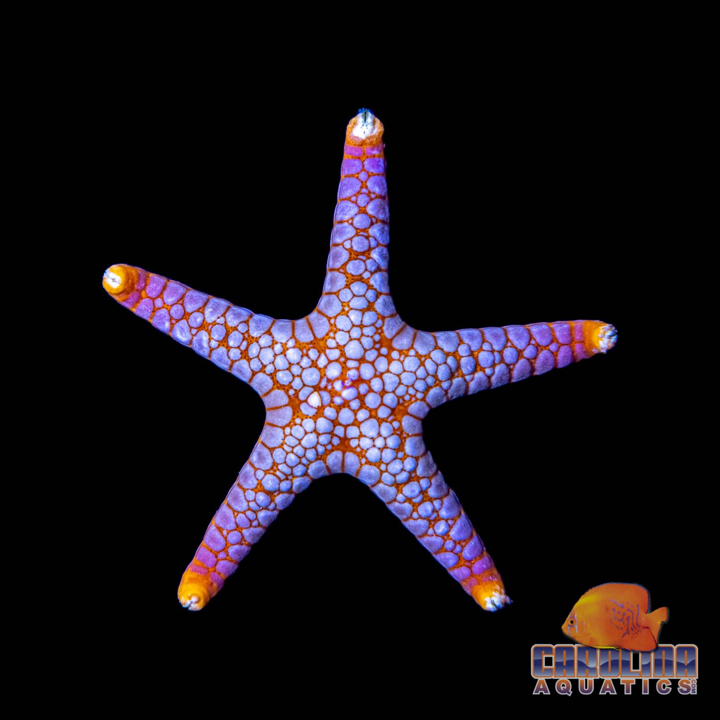 Starfish - Tile