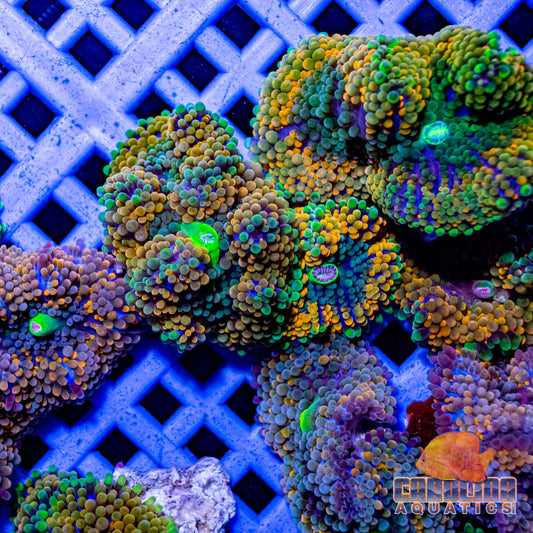 Polyp - Ricordia Florida Orange