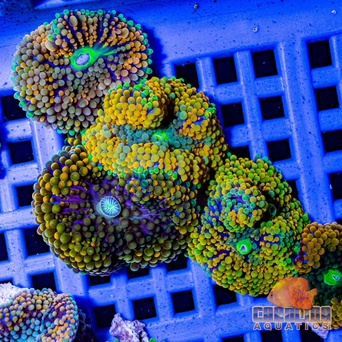 Polyp - Ricordia Florida Orange