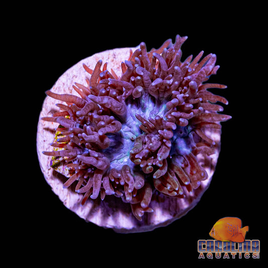 Frag - Encrusting Hydnophora Purple
