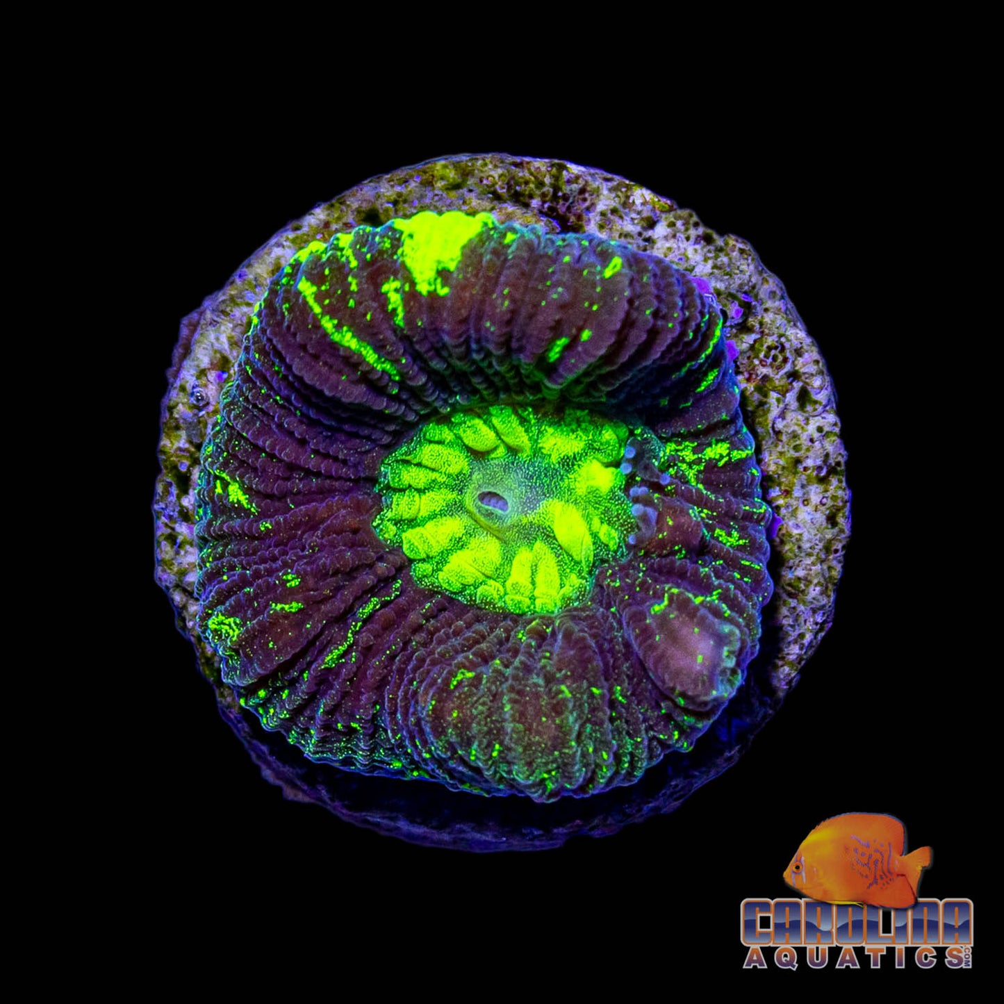 Frag - Gonastrea Electric