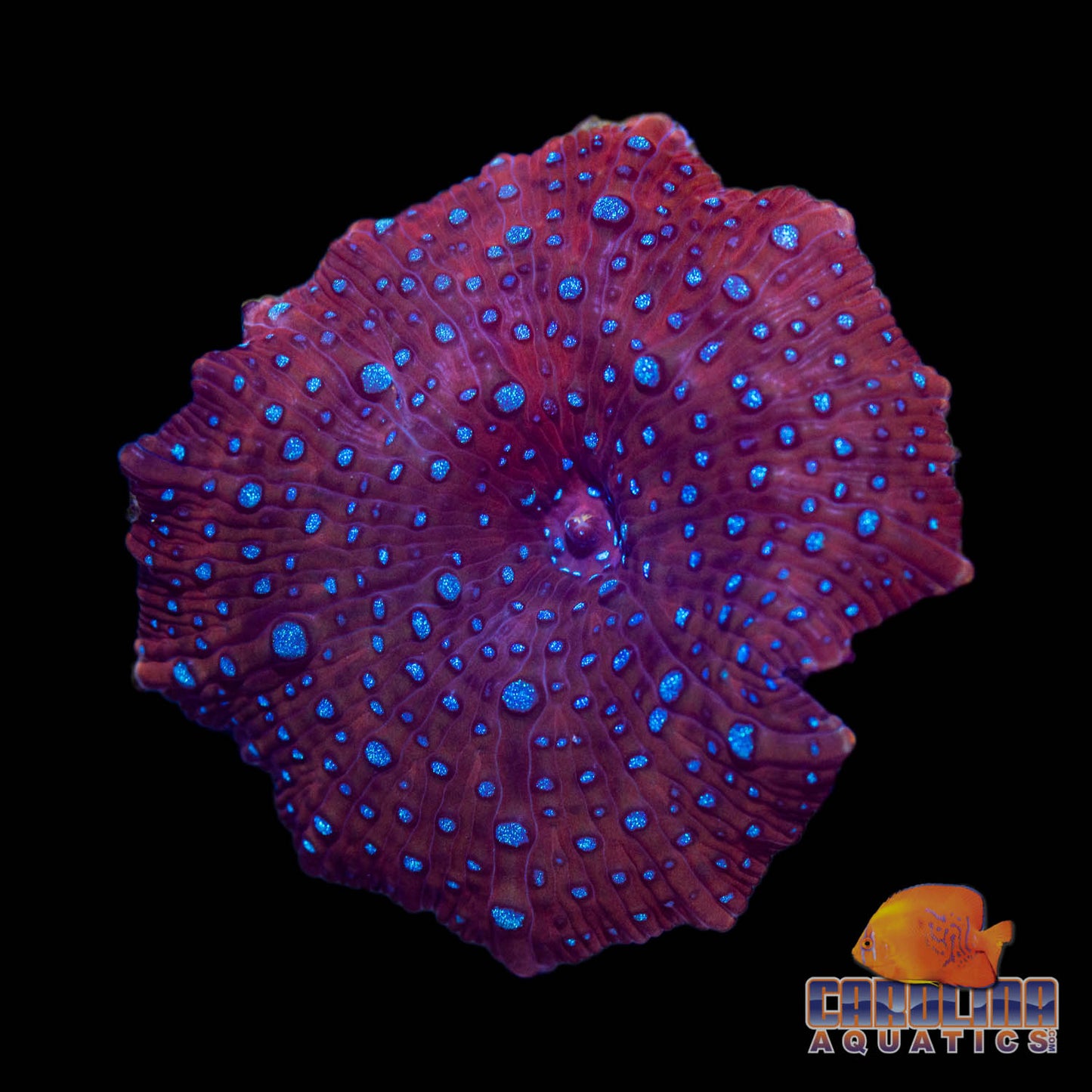 Frag - Classic Superman Mushroom