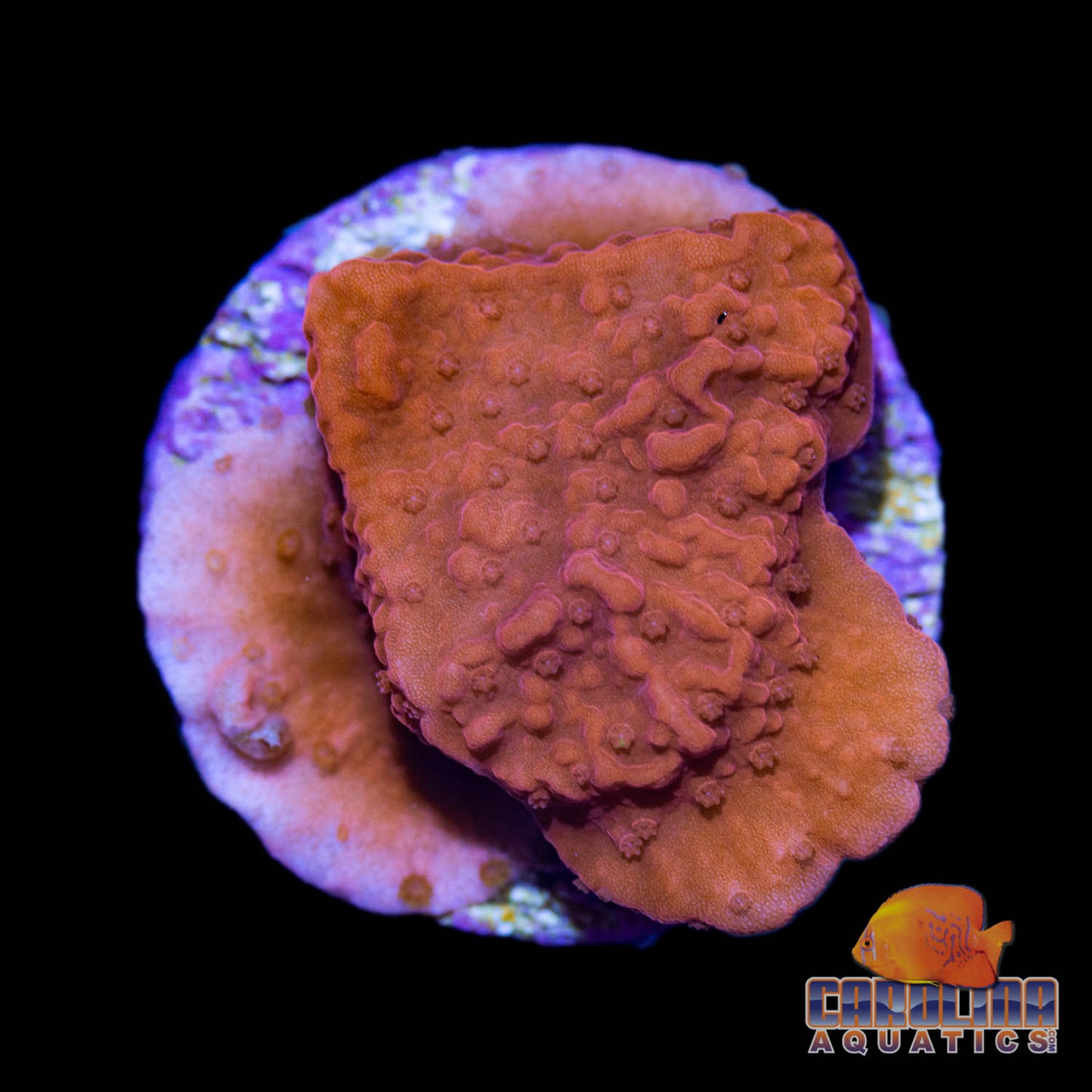 Frag - Orange Cap. Montipora