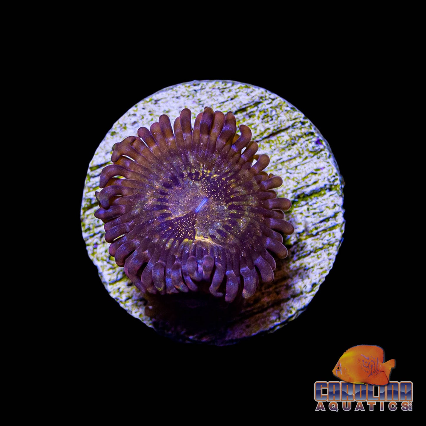 Frag - Pandora Zoanthid