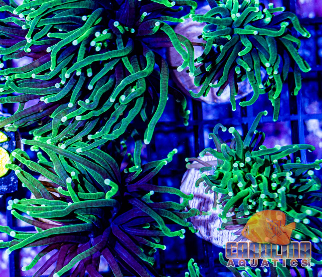 Frag - Ultra Green Torch