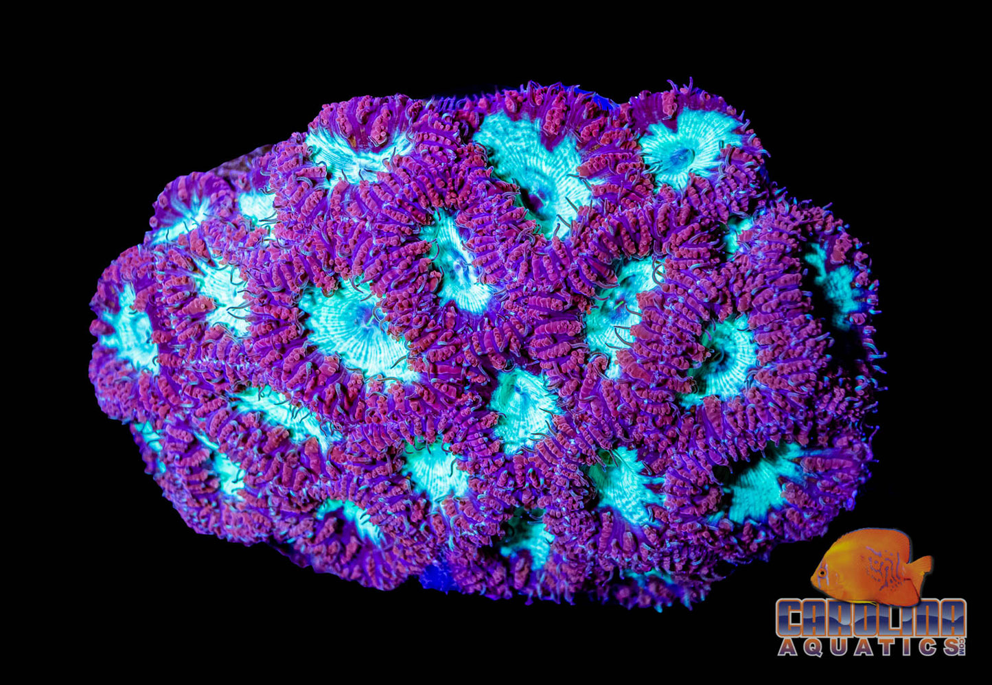 Australian - Blastomussa Wellsi Polyp