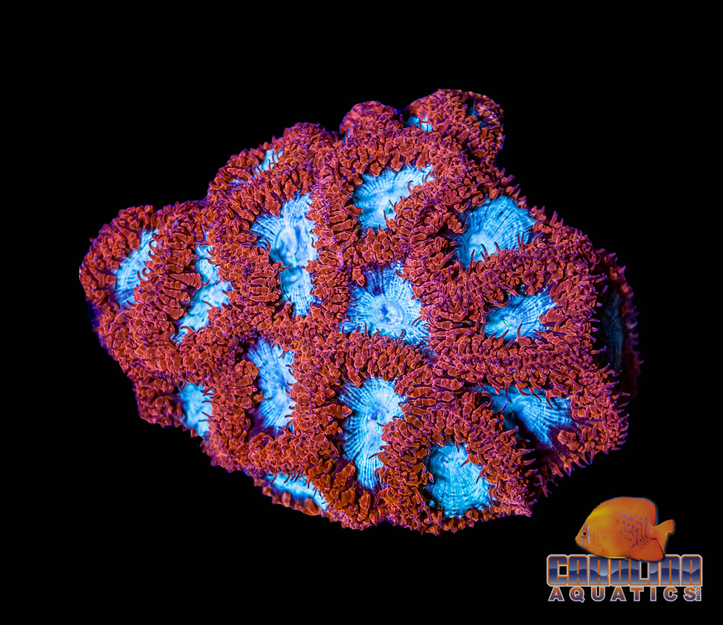 Australian - Blastomussa Wellsi Polyp