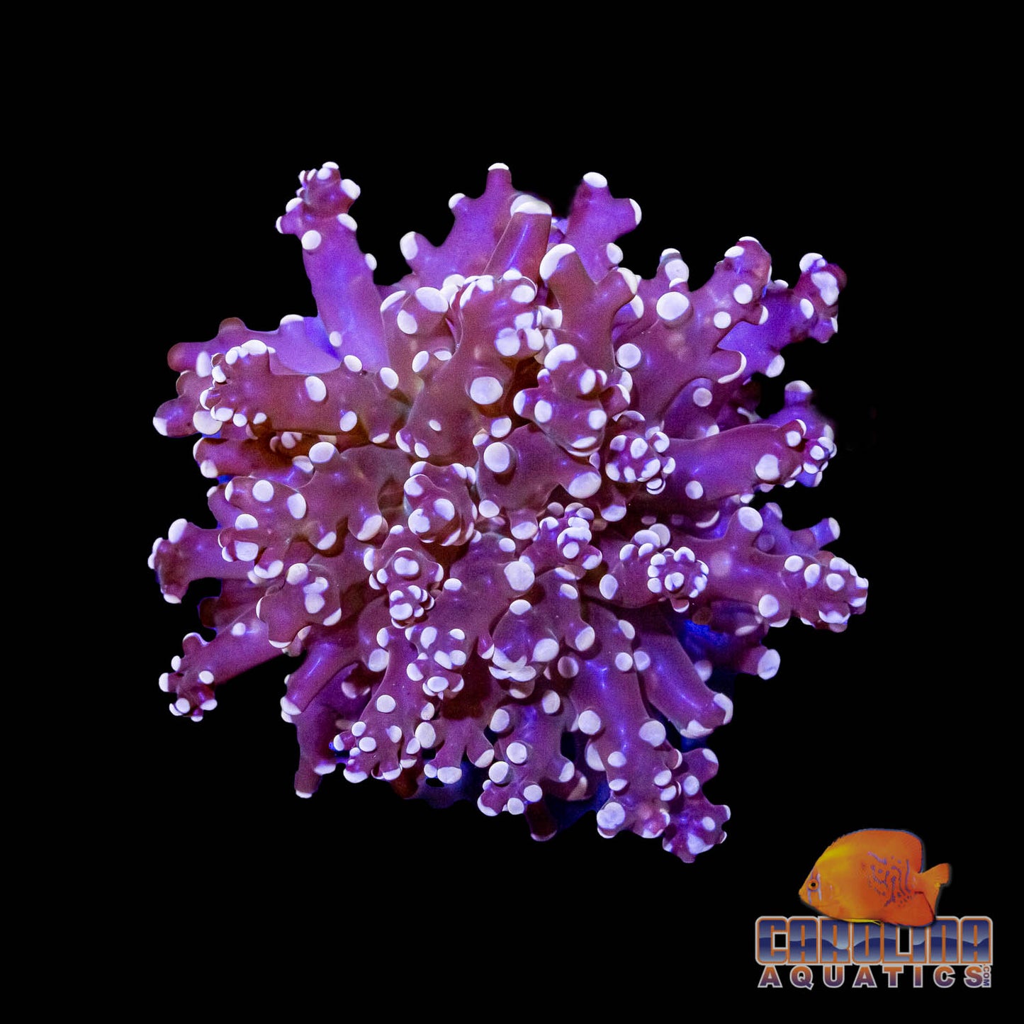 Frag - Frogspawn Orange