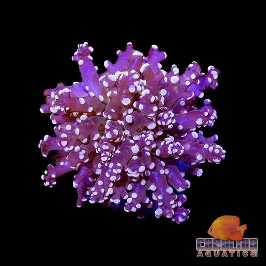 Frag - Frogspawn Orange