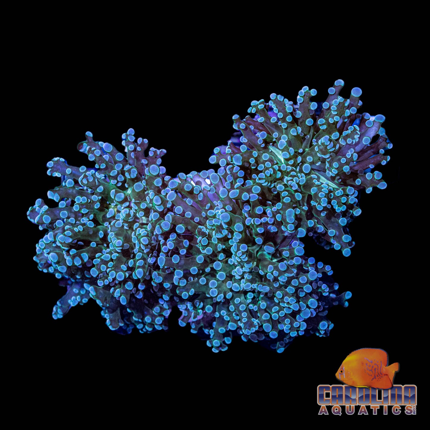 Indo - Frogspawn Branching Green