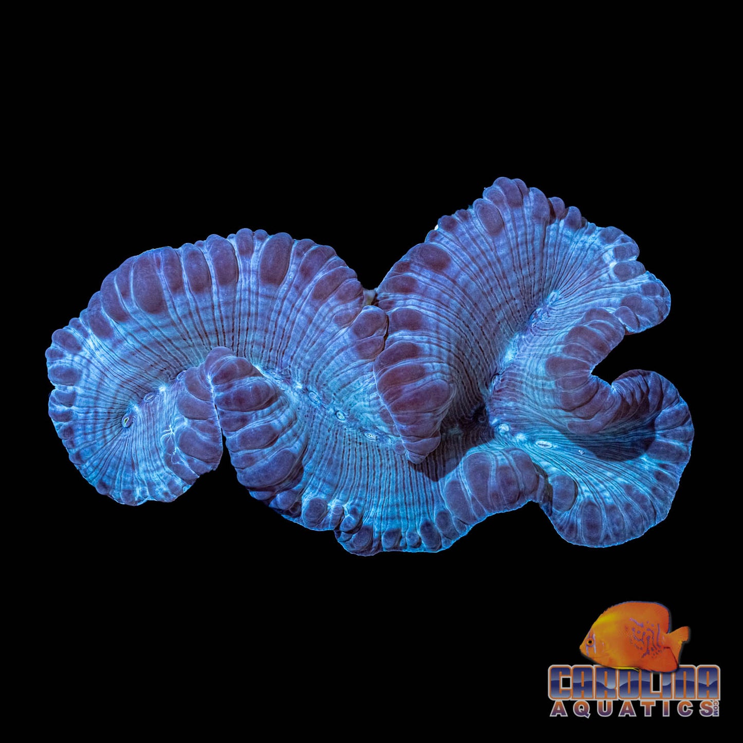 Indo - Fox Coral
