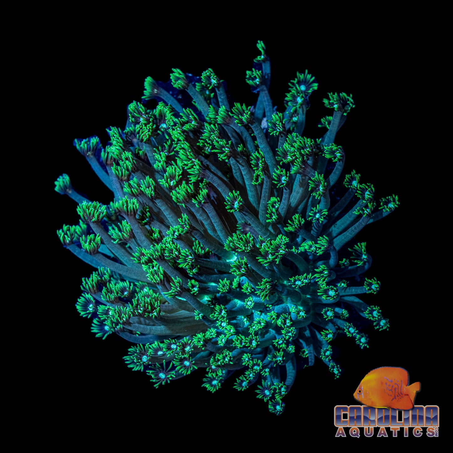 Indo - Gonipora Jewel