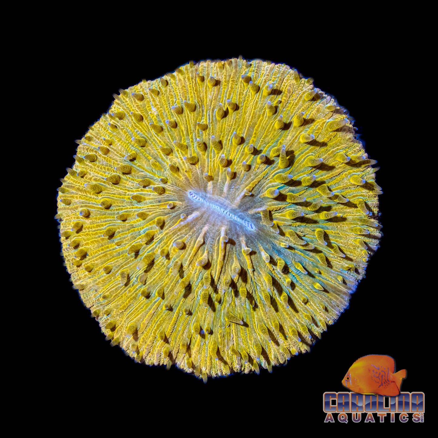 Indo - Plate Fungia Orange