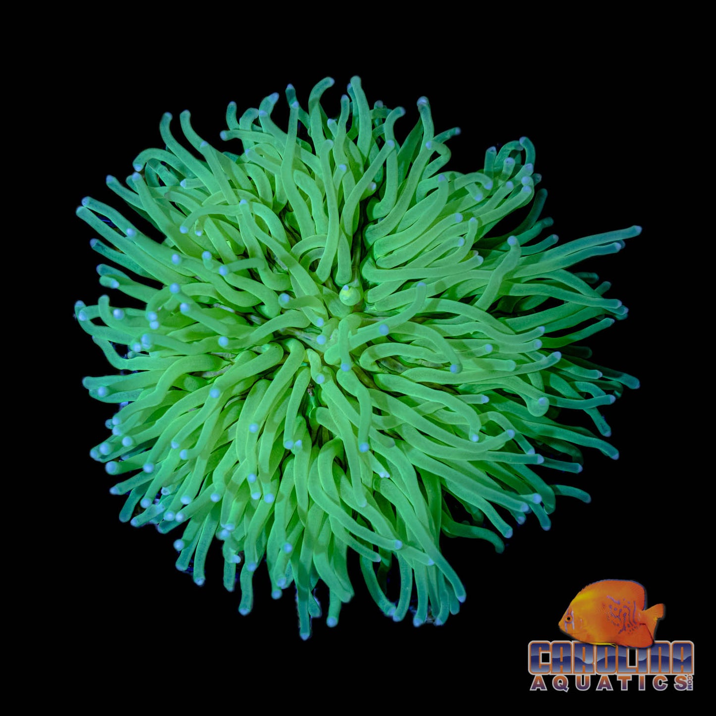 Indo - Plate L/T Green
