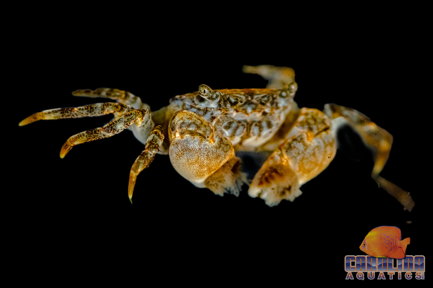 Invert - Crab Freshwater Pom Pom